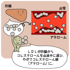 コレステロールには、さまざまな種類がある