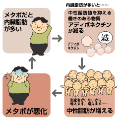 中性脂肪の検査でわかること