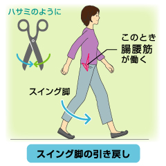 脚の付け根の筋肉が歩くパワーの源