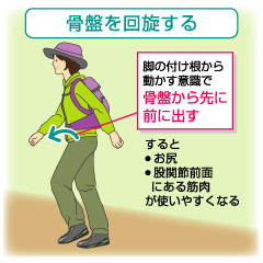 ミトコンドリアの機能低下は糖尿病を招く。登山でミトコンドリアを活性化