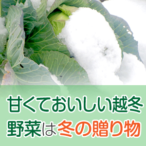 甘くて美味しい！越冬野菜は冬限定の贅沢です