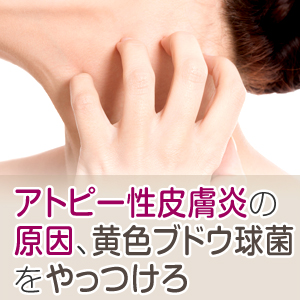 アトピー性皮膚炎の原因に黄色ブドウ球菌が関与していた？