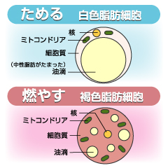 ダイエットがなかなかうまくいかない