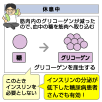 筋トレには、直接的な血糖降下作用がある
